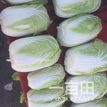 甘肃张掖甘州区崔增年的农产品批发生意经 一亩田网络平台的采购新通路