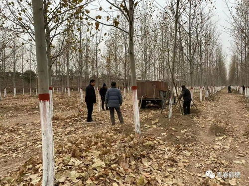 岳纲亮 用电商之笔，绘就淇县扶贫的“花”样年华