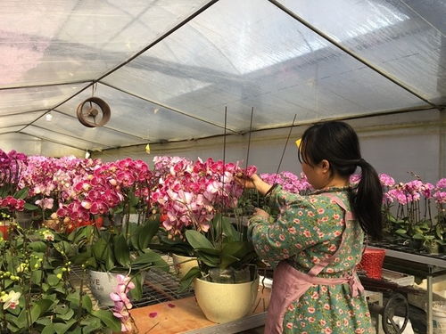 全省首个！白云区线上花市开锣，一亩田网络迎来花市“数字化”新纪元